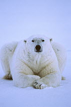Polar Bear (Ursus maritimus) male resting on ice, Churchill, Manitoba, Canada