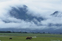 Grizzly Bear (Ursus arctos horribilis) mother with triplets, crossing sedge flat, Katmai National Park, Alaska