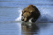 Grizzly Bear (Ursus arctos horribilis) chasing after Coho Salmon (Oncorhynchus kisutch), Katmai National Park, Alaska