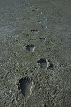 Grizzly Bear (Ursus arctos horribilis) tracks filled with water on mud flats, Katmai National Park, Alaska