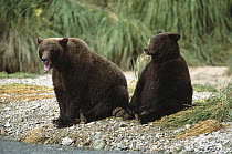 Grizzly Bear (Ursus arctos horribilis) female with large yearling cub sitting on river's edge, Katmai National Park, Alaska
