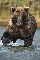 Grizzly Bear (Ursus arctos horribilis) young female looking for fish, Katmai National Park, Alaska