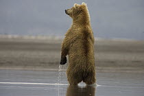 Grizzly Bear (Ursus arctos horribilis) adult female standing on hind legs in shallows looking for Salmon, Katmai National Park, Alaska