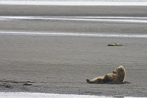 Grizzly Bear (Ursus arctos horribilis) adult female taking a look around between naps on tidal flats, Katmai National Park, Alaska