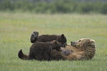 Grizzly Bear (Ursus arctos horribilis) adult female nursing her two yearling cubs on sedge flats, Katmai National Park, Alaska