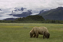 Grizzly Bear (Ursus arctos horribilis) adult female and yearling cub on sedge flats, glaciated peaks in background, Katmai National Park, Alaska