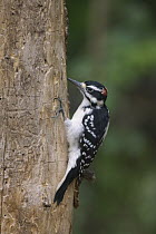 Hairy Woodpecker (Picoides villosus) on tree trunk, Orr, Minnesota
