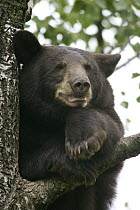 Black Bear (Ursus americanus) juvenile male in tree, Orr, Minnesota
