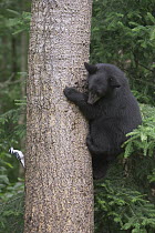 Black Bear (Ursus americanus) 10 month old cub climbing tree trunk inspects a Hairy Woodpecker (Picoides villosus), Orr, Minnesota