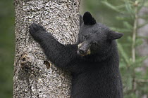 Black Bear (Ursus americanus) cub in tree safe from danger, Orr, Minnesota
