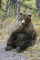 Grizzly Bear (Ursus arctos horribilis) adult female resting in the late fall, Katmai National Park, Alaska