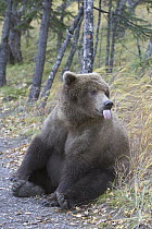 Grizzly Bear (Ursus arctos horribilis) adult female sticking out tongue, late fall, Katmai National Park, Alaska