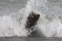 Grizzly Bear (Ursus arctos horribilis) adult female searching for spawned-out salmon along lake shore during fall storm, Katmai National Park, Alaska