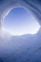 Polar Bear (Ursus maritimus) temporary maternity den in snow drift, Canada