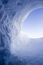 Polar Bear (Ursus maritimus) temporary maternity den in snow drift, Canada