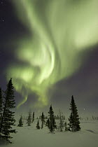 Northern lights or aurora borealis over frozen tundra and isolated White Spruce (Picea glauca) boreal forest, North America