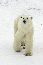 Polar Bear (Ursus maritimus) male traveling along Hudson Bay coast, Canada
