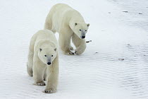 Polar Bear (Ursus maritimus) two juvenile males, traveling along Hudson Bay coast, Canada