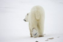 Polar Bear (Ursus maritimus) male, traveling along Hudson Bay coast, arctic tundra, Canada