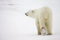 Polar Bear (Ursus maritimus) male, traveling along Hudson Bay coast, arctic tundra, Canada