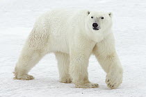 Polar Bear (Ursus maritimus) male, traveling along Hudson Bay coast, Canada