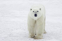 Polar Bear (Ursus maritimus) male, traveling along Hudson Bay coast, Canada
