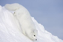Arctic Fox (Alopex lagopus) on snow drift in arctic tundra, Canada