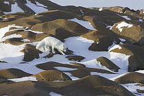 Arctic Fox (Alopex lagopus) traveling across rocks on Hudson Bay coast, Canada