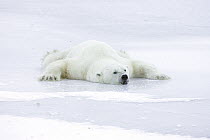 Polar Bear (Ursus maritimus) resting splayed out on ice to cool off after playing, Canada