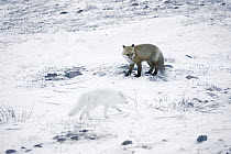 Red Fox (Vulpes vulpes) and Arctic Fox (Alopex lagopus) feeding on food scraps on arctic tundra, Manitoba, Canada