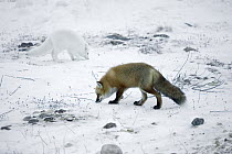Red Fox (Vulpes vulpes) and Arctic Fox (Alopex lagopus) feeding on food scarps in arctic tundra, Canada
