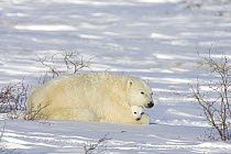 Polar Bear (Ursus maritimus) female with twelve week old cub in arctic tundra, Canada