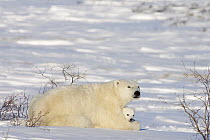 Polar Bear (Ursus maritimus) female with twelve week old cub, Canada