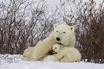 Polar Bear (Ursus maritimus) three month old cub interrupts nursing to look around second cub continues to nurse, vulnerable, Wapusk National Park, Manitoba, Canada