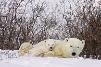Polar Bear (Ursus maritimus) three month old cub cuddles up to mother in lee of willows, vulnerable, Wapusk National Park, Manitoba, Canada