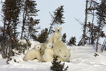 Polar Bear (Ursus maritimus) trio of three month old cubs and mother resting among white spruce, vulnerable, Wapusk National Park, Manitoba, Canada