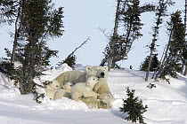 Polar Bear (Ursus maritimus) trio of three month old cubs and mother resting among white spruce, vulnerable, Wapusk National Park, Manitoba, Canada