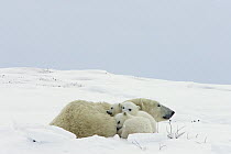Polar Bear (Ursus maritimus) three month old cubs and mother resting, vulnerable, Wapusk National Park, Manitoba, Canada