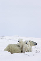 Polar Bear (Ursus maritimus) two three month old cubs and mother resting, vulnerable, Wapusk National Park, Manitoba, Canada