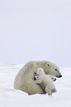 Polar Bear (Ursus maritimus) trio of three month old cubs and mother snuggling, vulnerable, Wapusk National Park, Manitoba, Canada