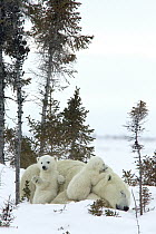 Polar Bear (Ursus maritimus) two three month old cubs snuggling with resting mother amid white spruce, vulnerable, Wapusk National Park, Manitoba, Canada