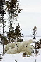 Polar Bear (Ursus maritimus) two three month old cubs snuggling with resting mother amid white spruce, vulnerable, Wapusk National Park, Manitoba, Canada