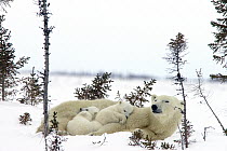 Polar Bear (Ursus maritimus) trio of three month old cubs resting with resting mother amid white spruce, vulnerable, Wapusk National Park, Manitoba, Canada
