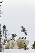 Polar Bear (Ursus maritimus) trio of three month old cubs and mother resting among white spruce, cubs playing and climbing on mother, vulnerable, Wapusk National Park, Manitoba, Canada