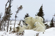Polar Bear (Ursus maritimus) trio of three month old cubs and mother among white spruce, cubs playing and climbing on mother, vulnerable, Wapusk National Park, Manitoba, Canada
