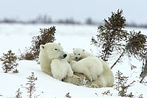 Polar Bear (Ursus maritimus) trio of three month old cubs nursing and playing with mother among white spruce, vulnerable, Wapusk National Park, Manitoba, Canada