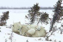 Polar Bear (Ursus maritimus) trio of three month old cubs and mother sleeping among white spruce, vulnerable, Wapusk National Park, Manitoba, Canada