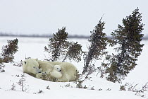 Polar Bear (Ursus maritimus) trio of three month old cubs and mother among white spruce one cub visible, vulnerable, Wapusk National Park, Manitoba, Canada