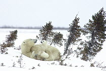 Polar Bear (Ursus maritimus) trio of three month old cubs and mother among white spruce one cub visible, vulnerable, Wapusk National Park, Manitoba, Canada