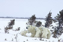 Polar Bear (Ursus maritimus) trio of three month old cubs and mother among white spruce, vulnerable, Wapusk National Park, Manitoba, Canada